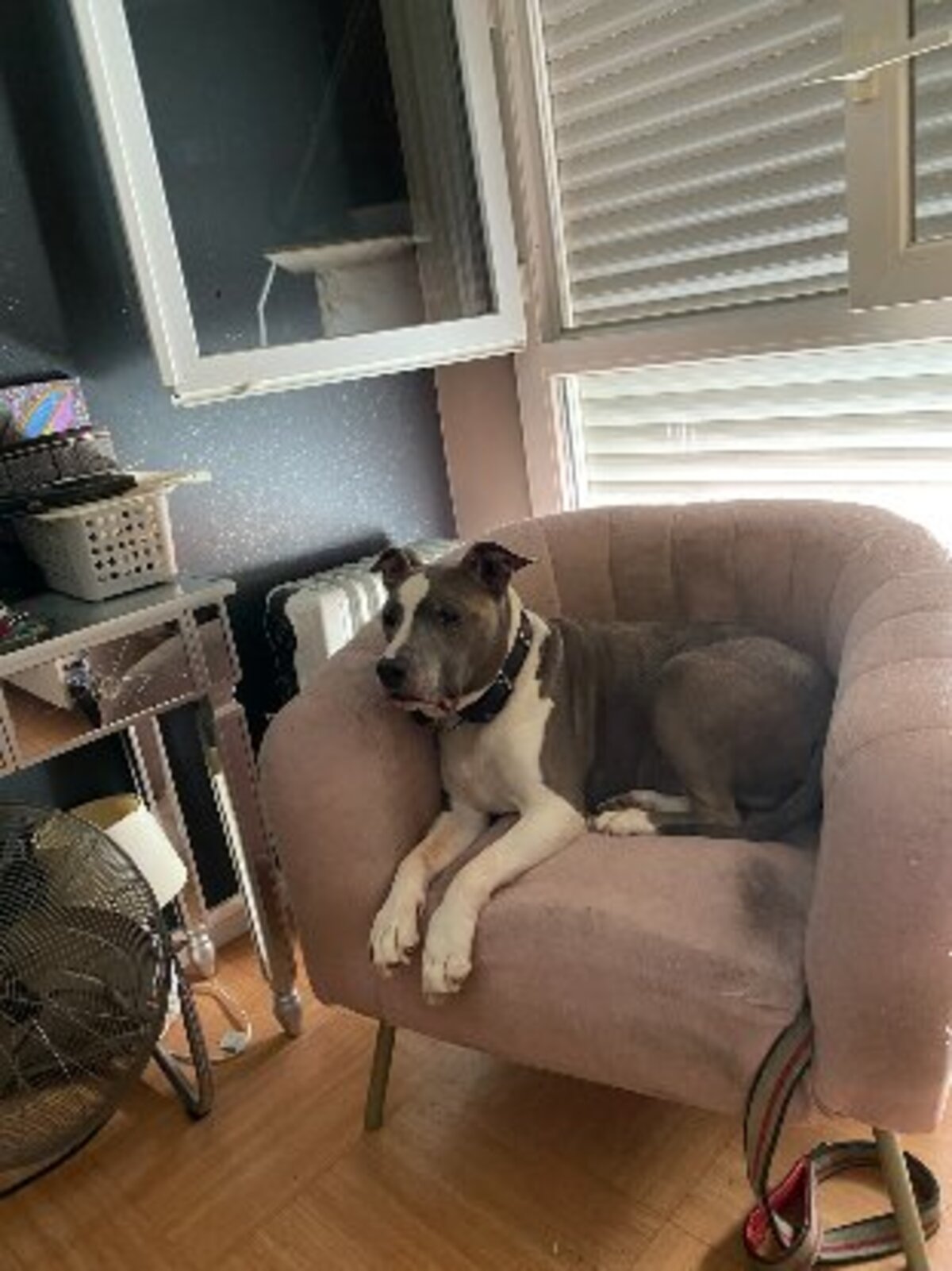 Adoption Goliath