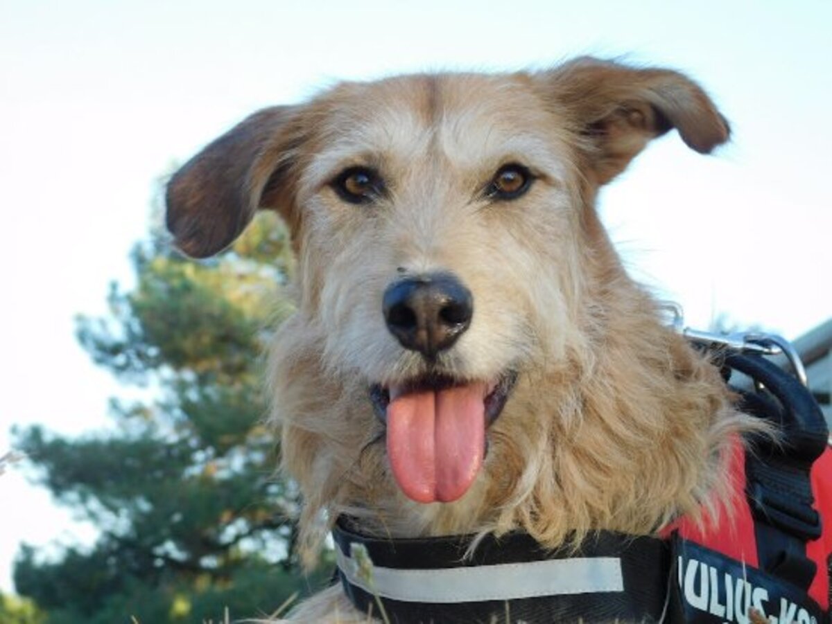 Adoption Gomez