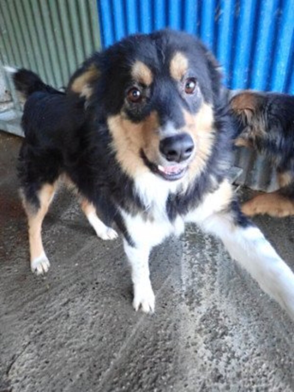 Adoption Goody