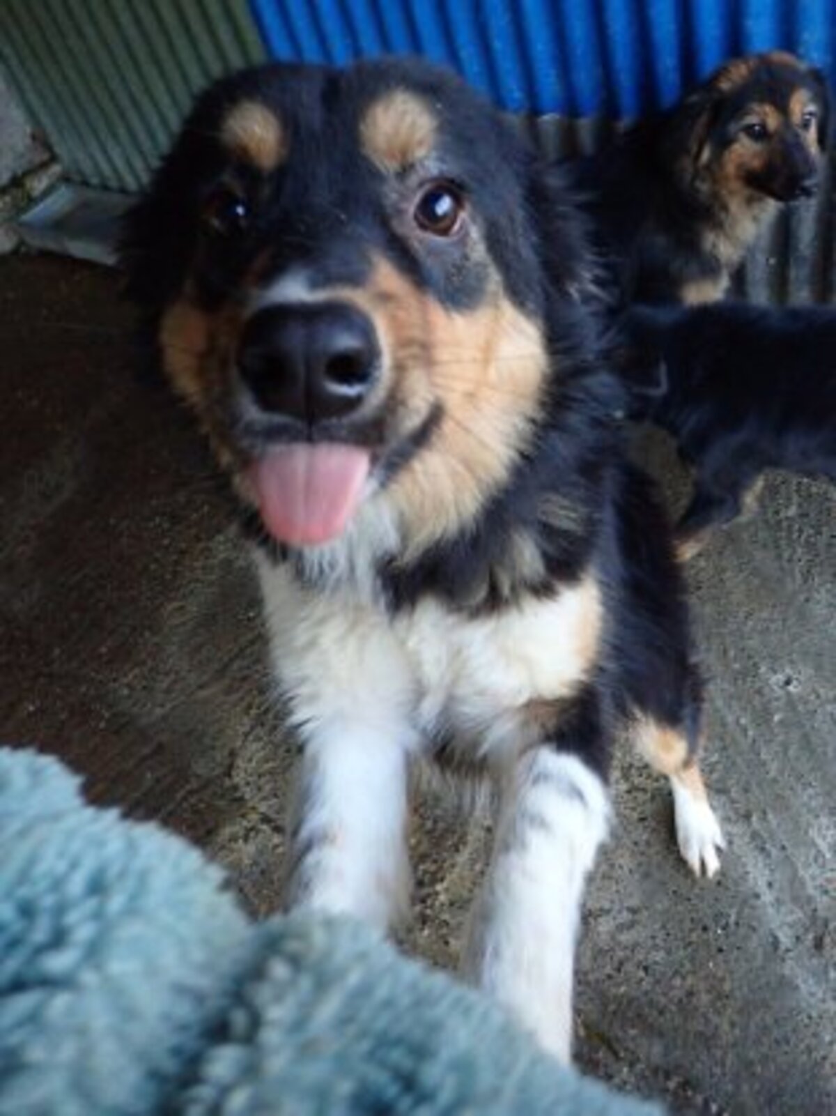 Adoption Goody