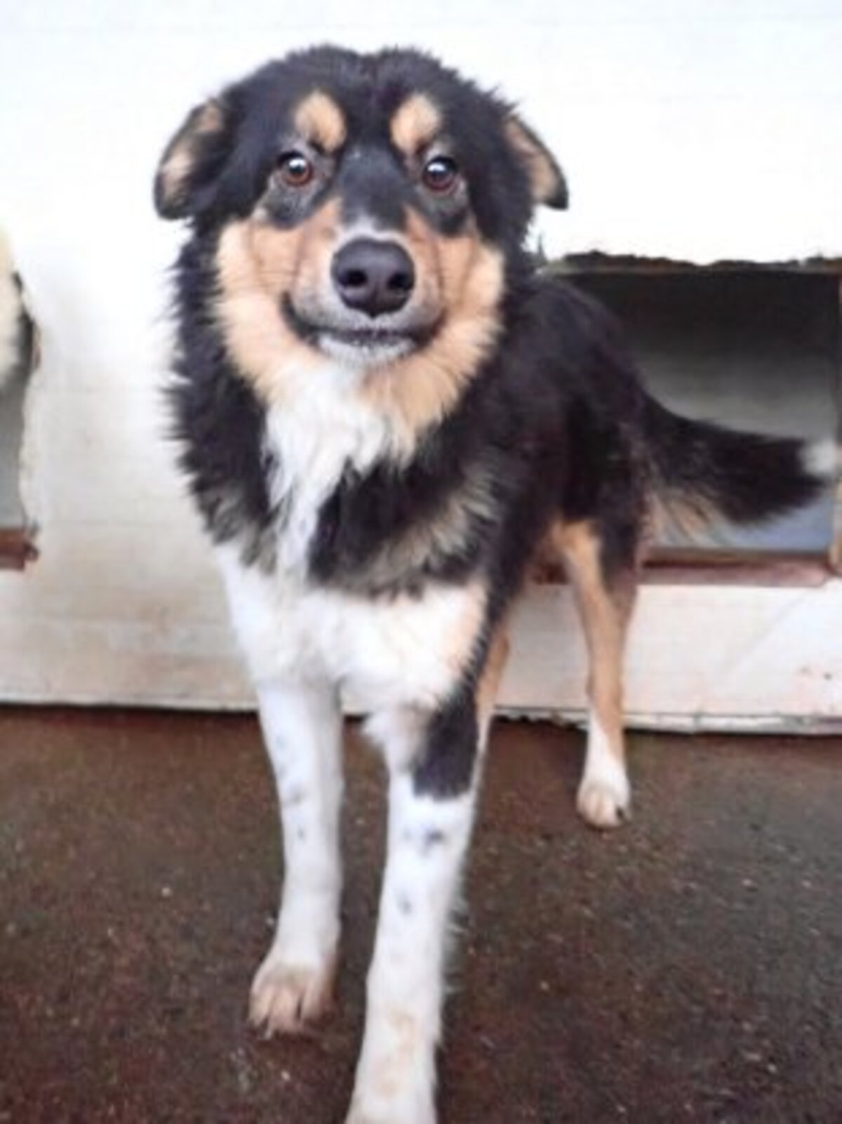 Adoption Goody