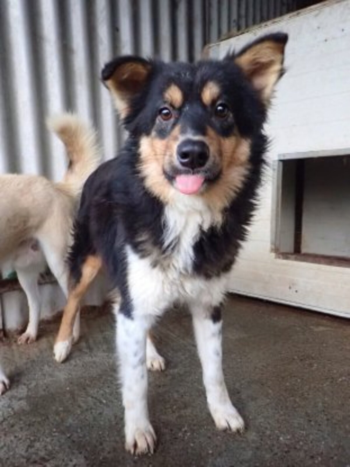 Adoption Goody