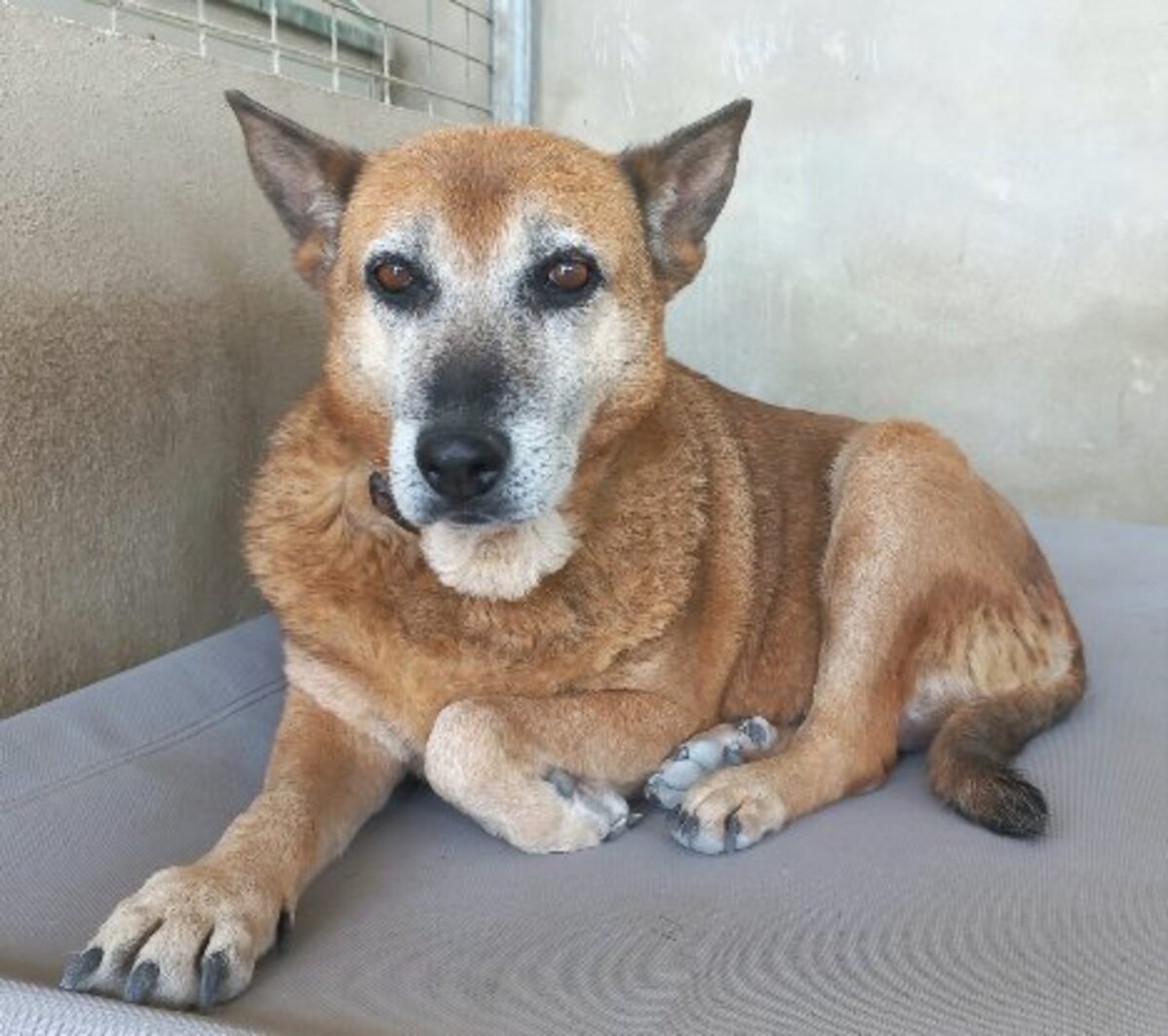 Adoption Gorda