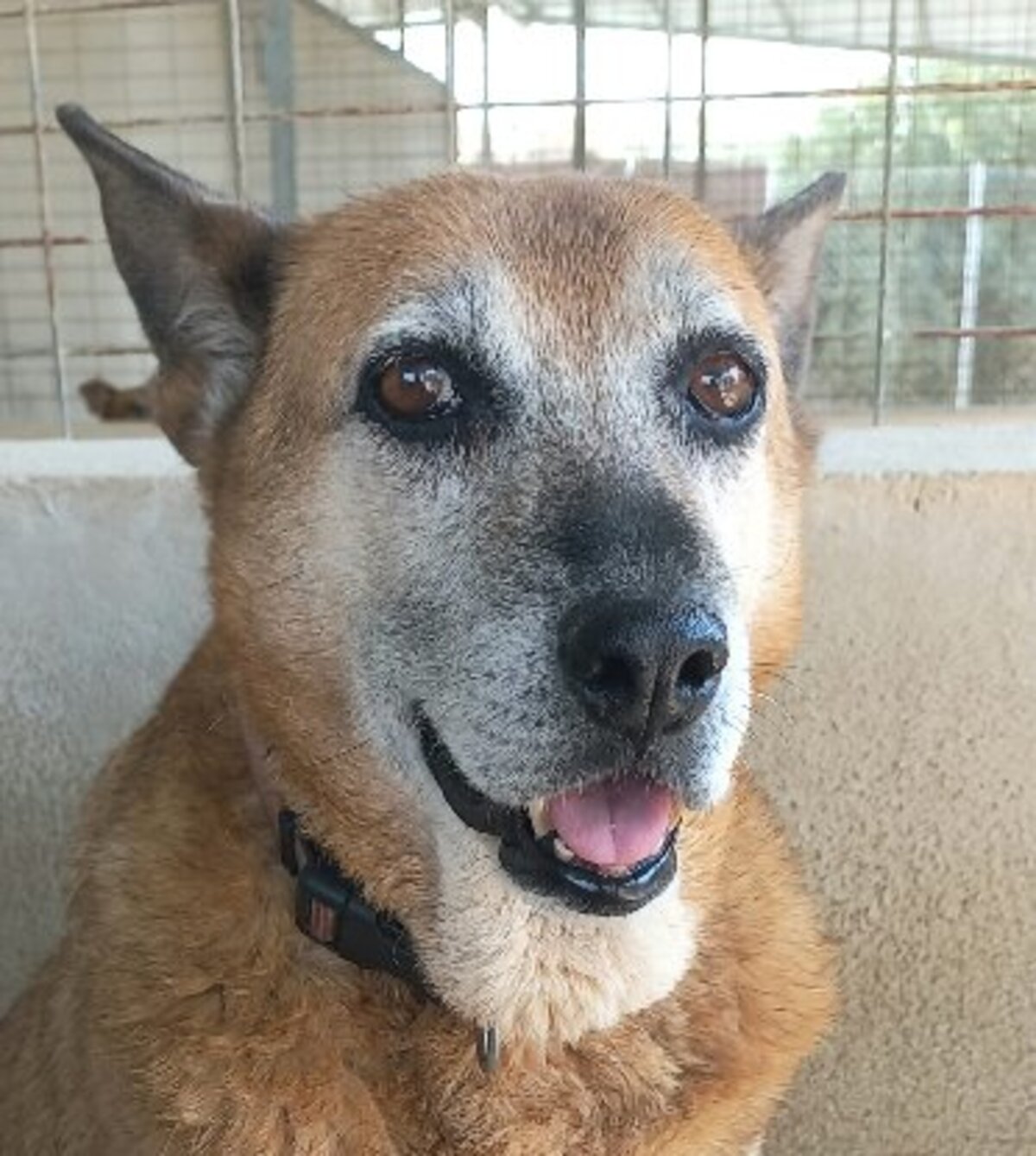 Adoption Gorda