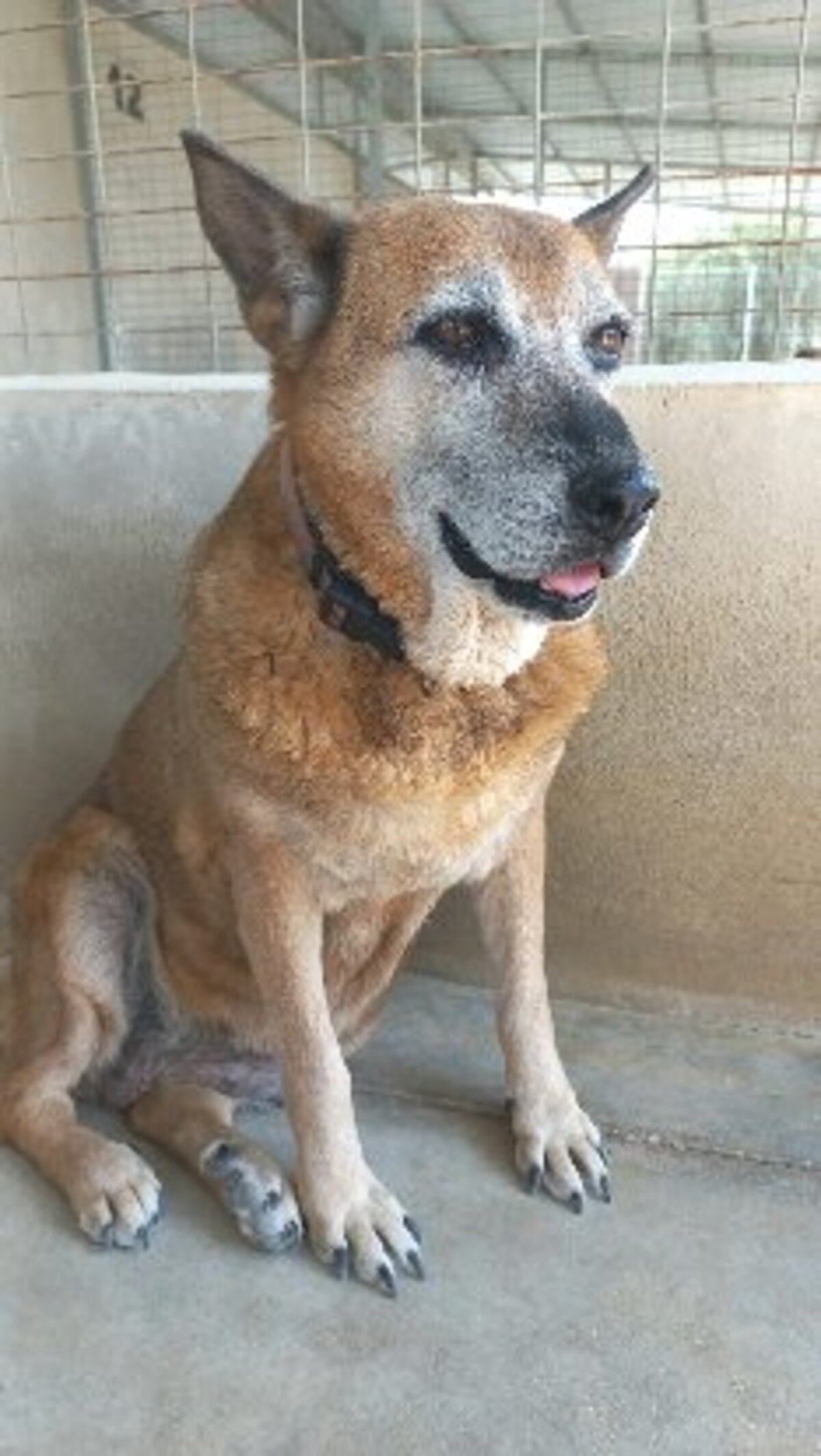 Adoption Gorda