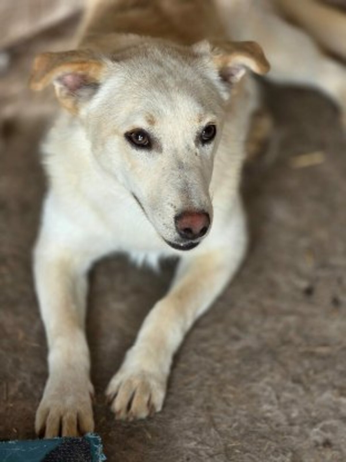 Adoption Greco