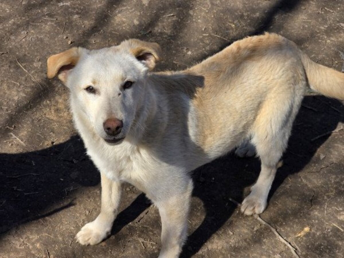 Adoption Greco