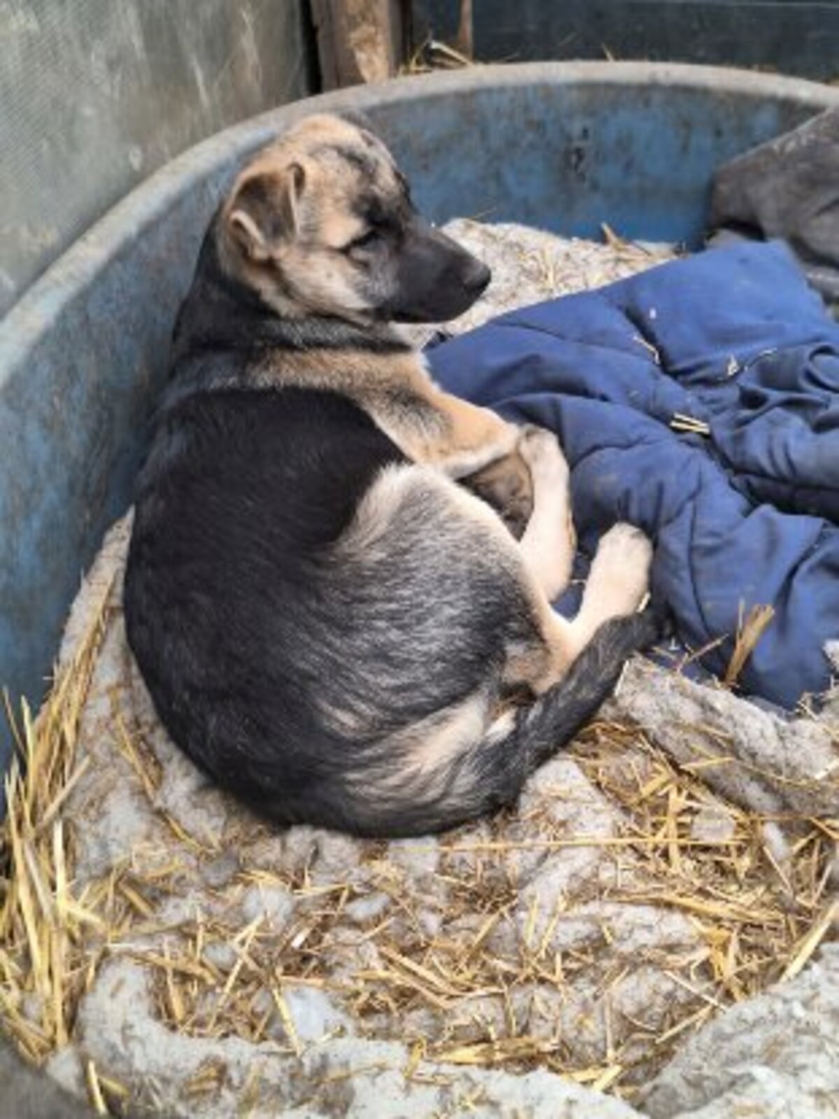 Adoption Grigri
