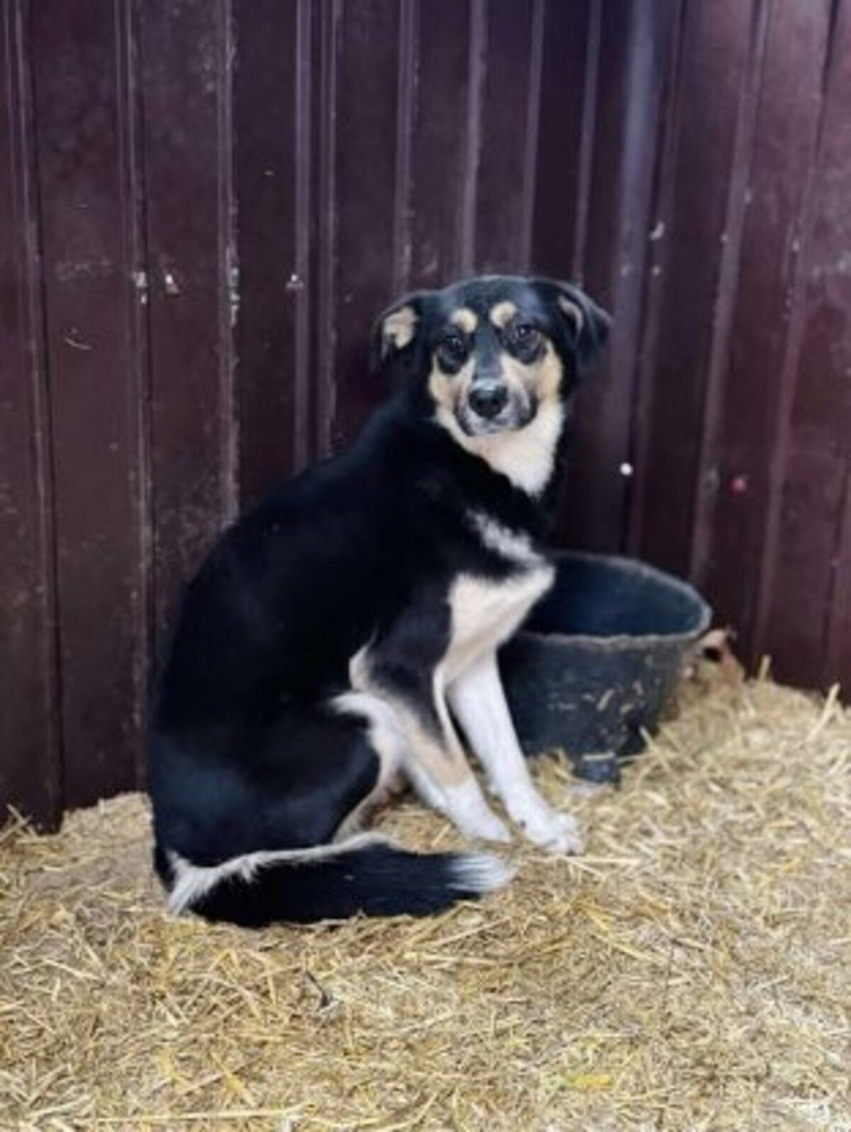 Adoption Griotte
