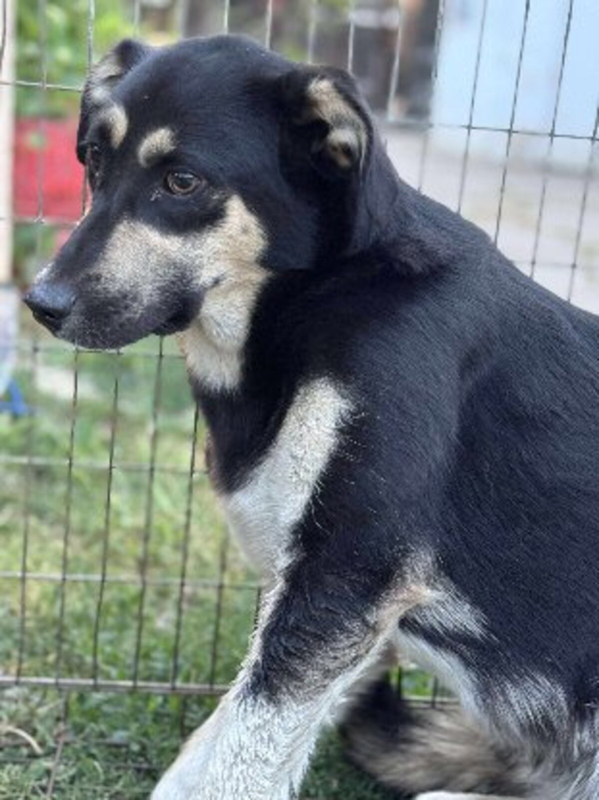 Adoption Griotte