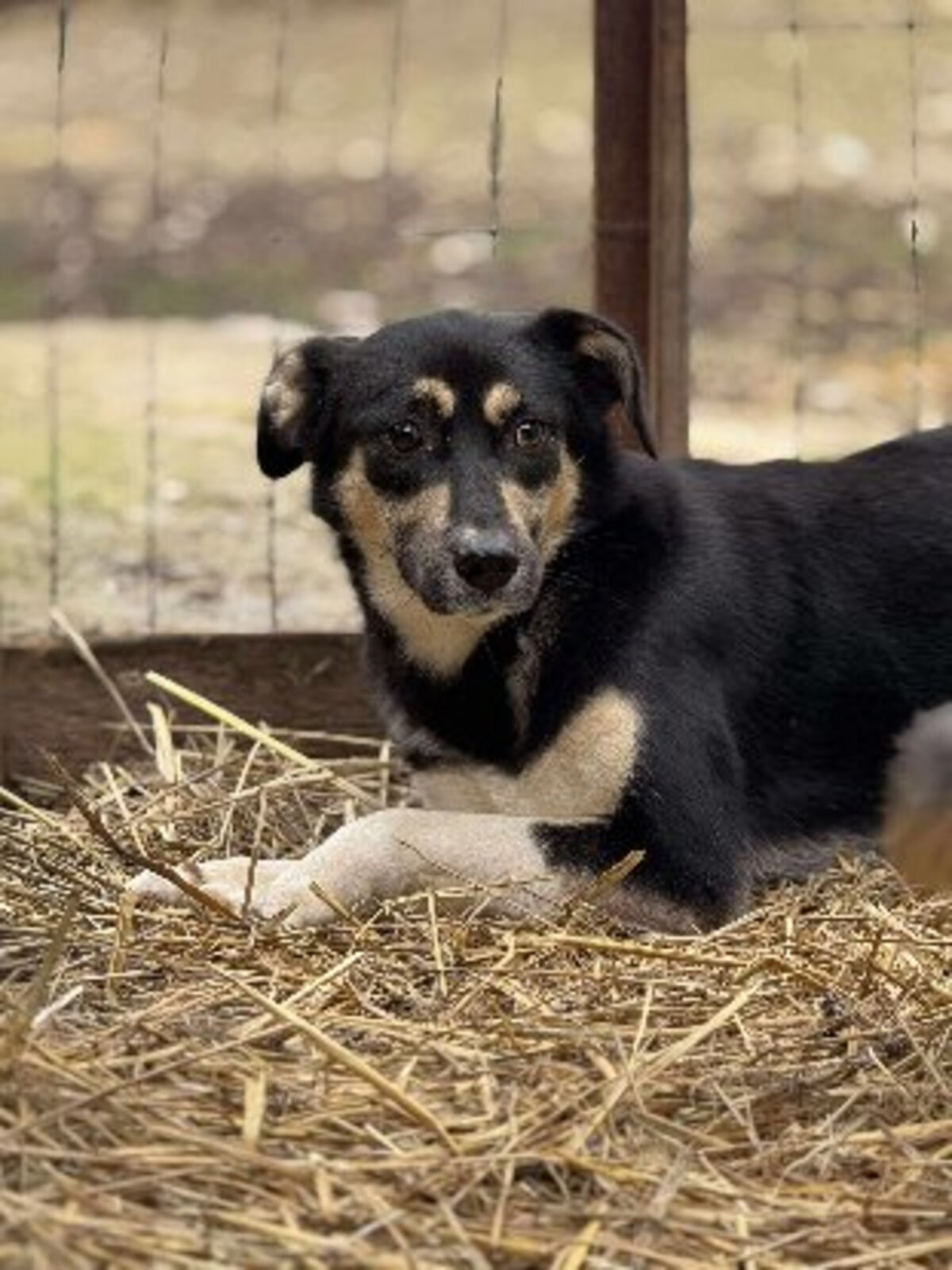 Adoption Griotte