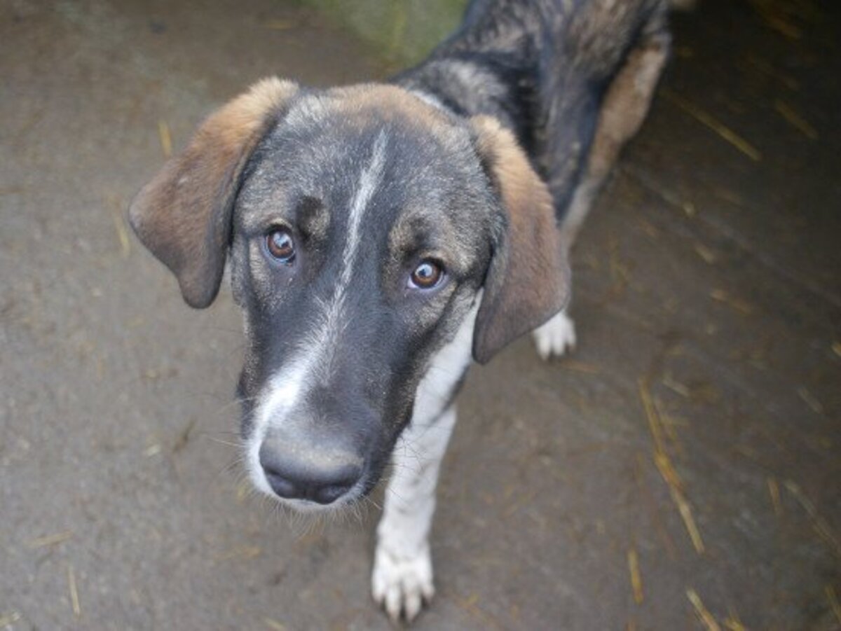 Adoption Gruia