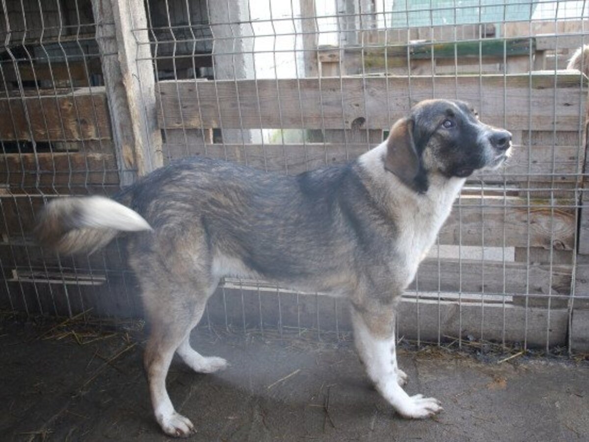 Adoption Gruia
