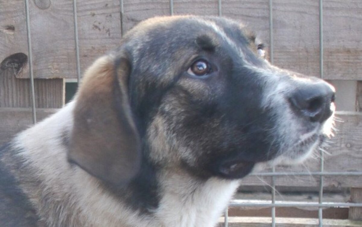 Adoption Gruia