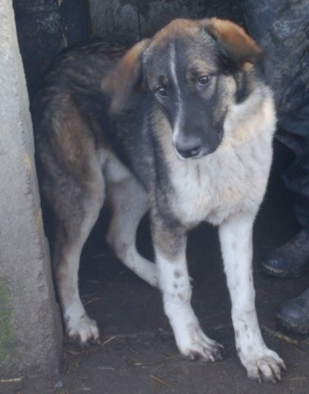 Adoption Gruia