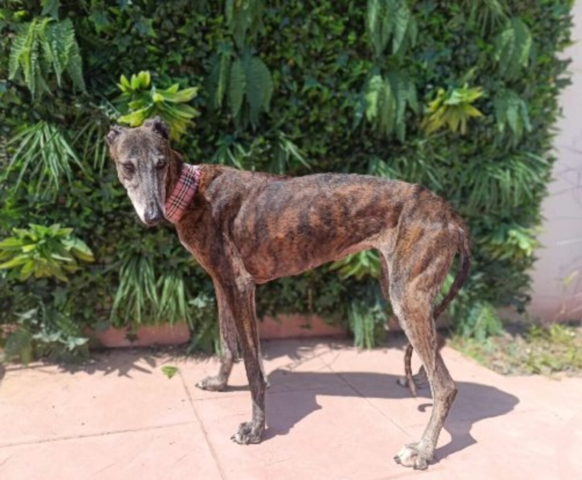 Adoption Guadalupe