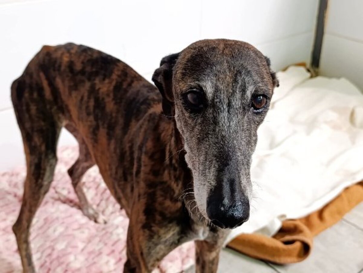 Adoption Guadalupe