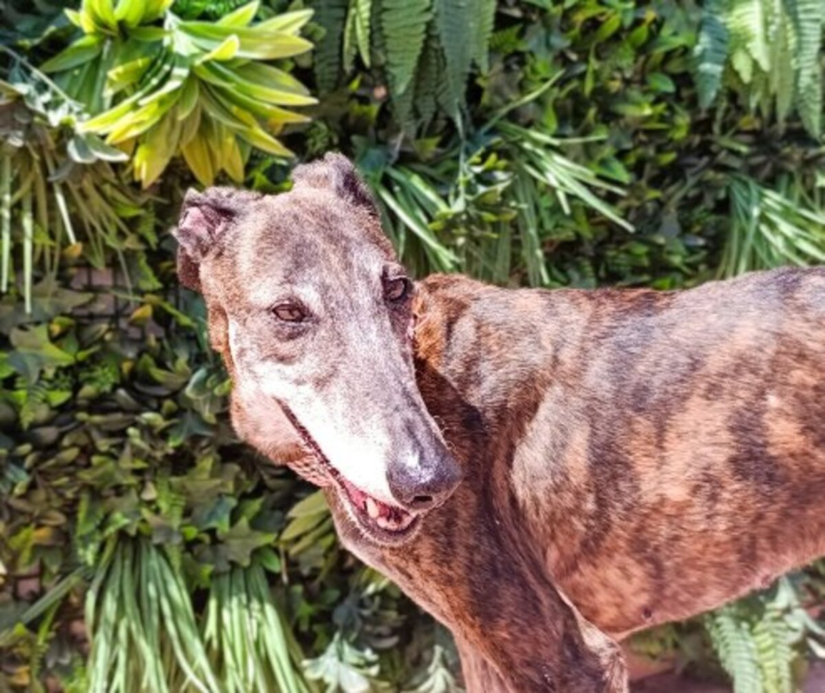 Adoption Guadalupe