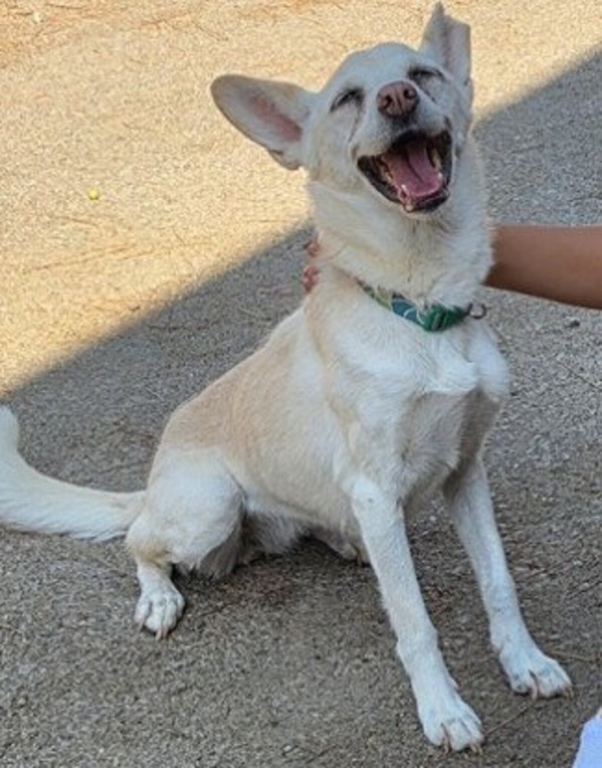 Adoption Gucci