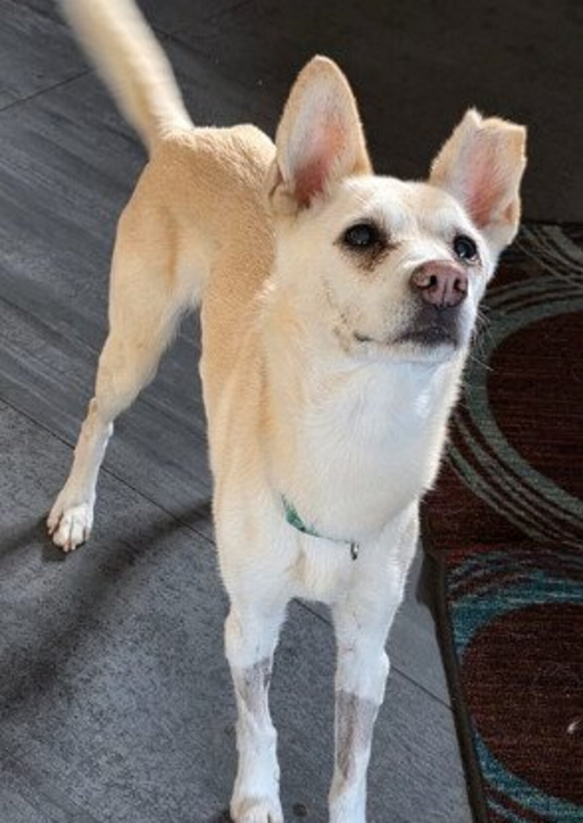 Adoption Gucci