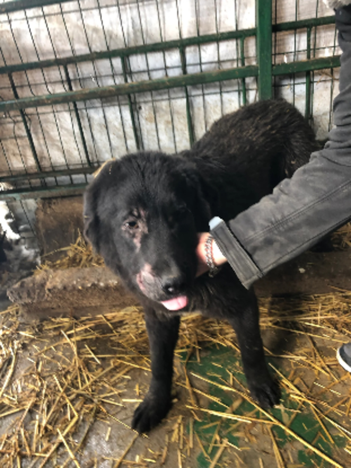 Adoption Guizmo