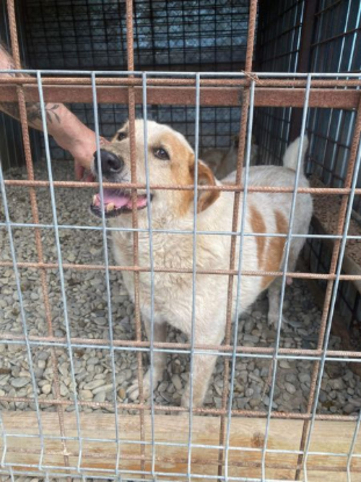 Adoption Guss