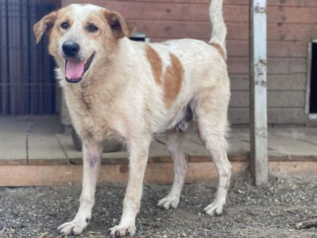 Adoption Guss