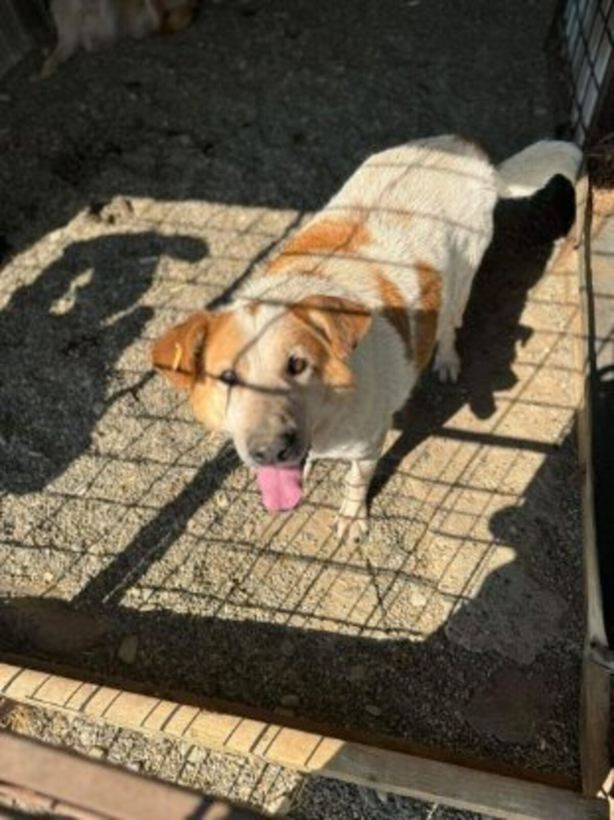 Adoption Guss