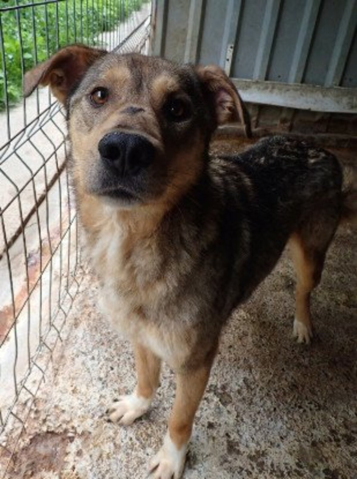 Adoption Guss