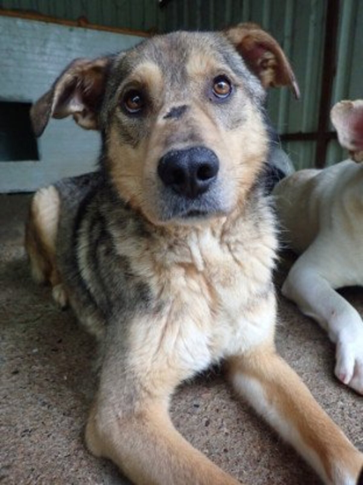 Adoption Guss