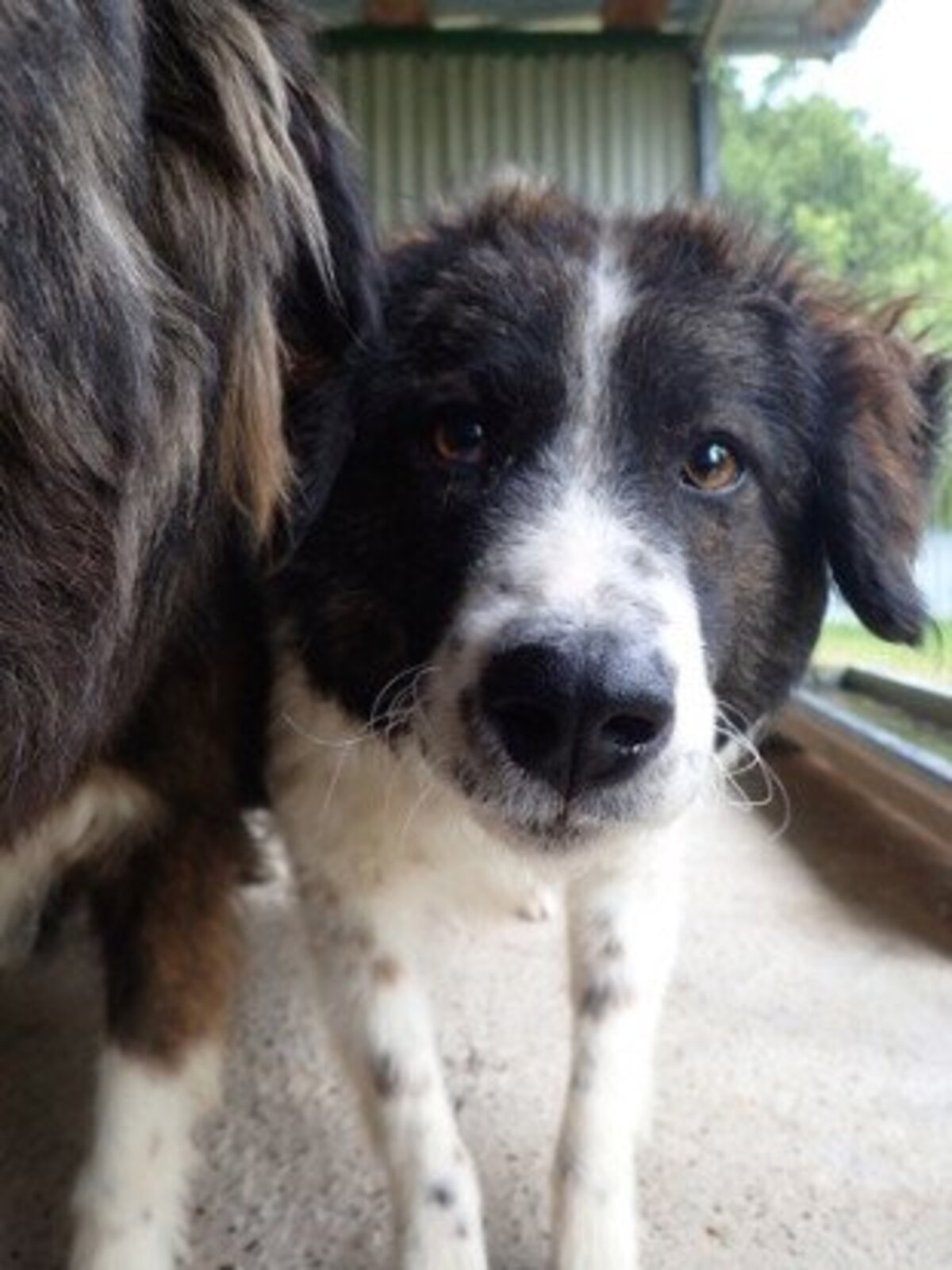 Adoption Gustave