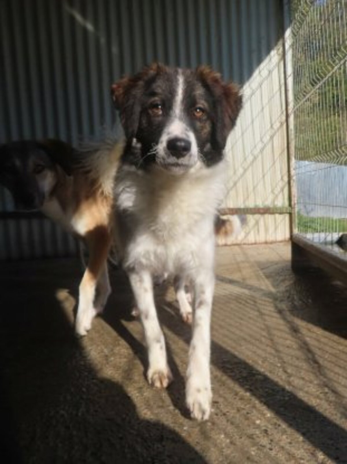 Adoption Gustave