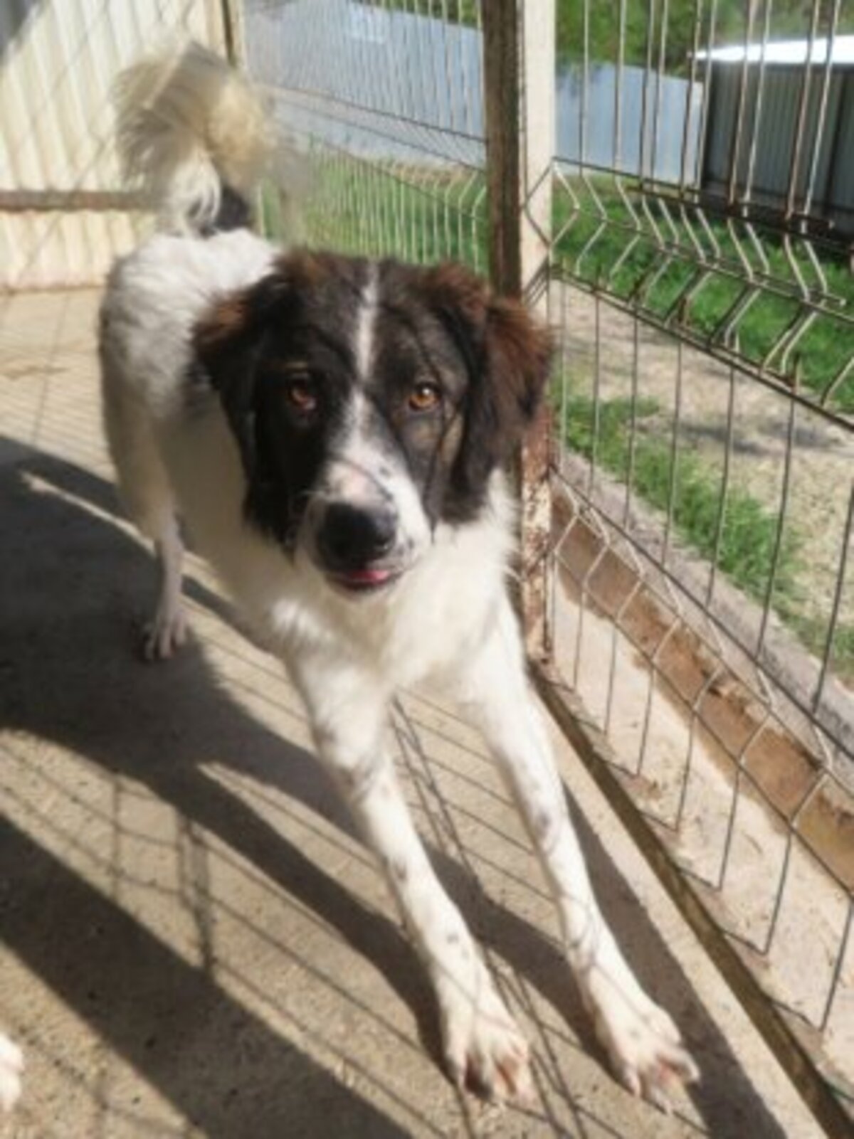 Adoption Gustave