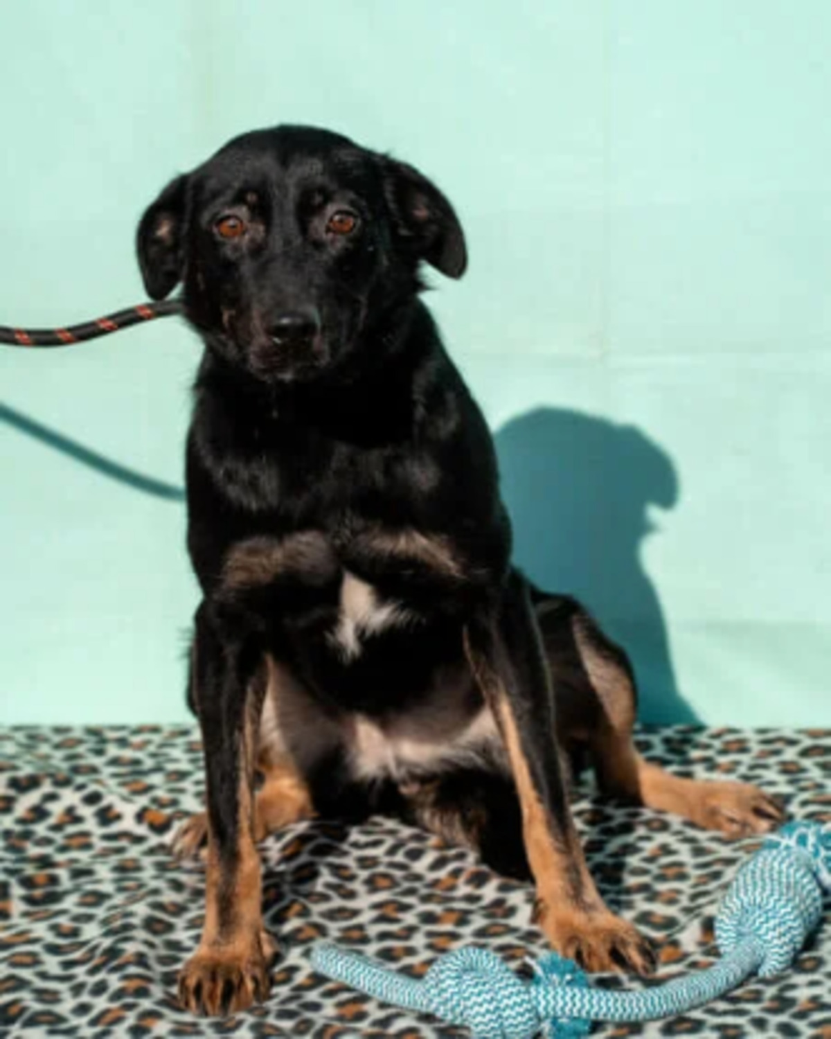 Adoption Hachiko