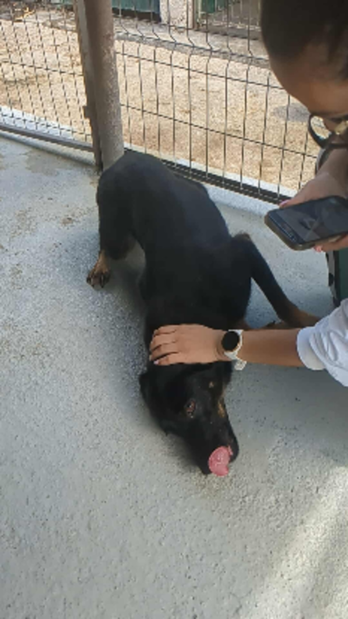 Adoption Hachiko