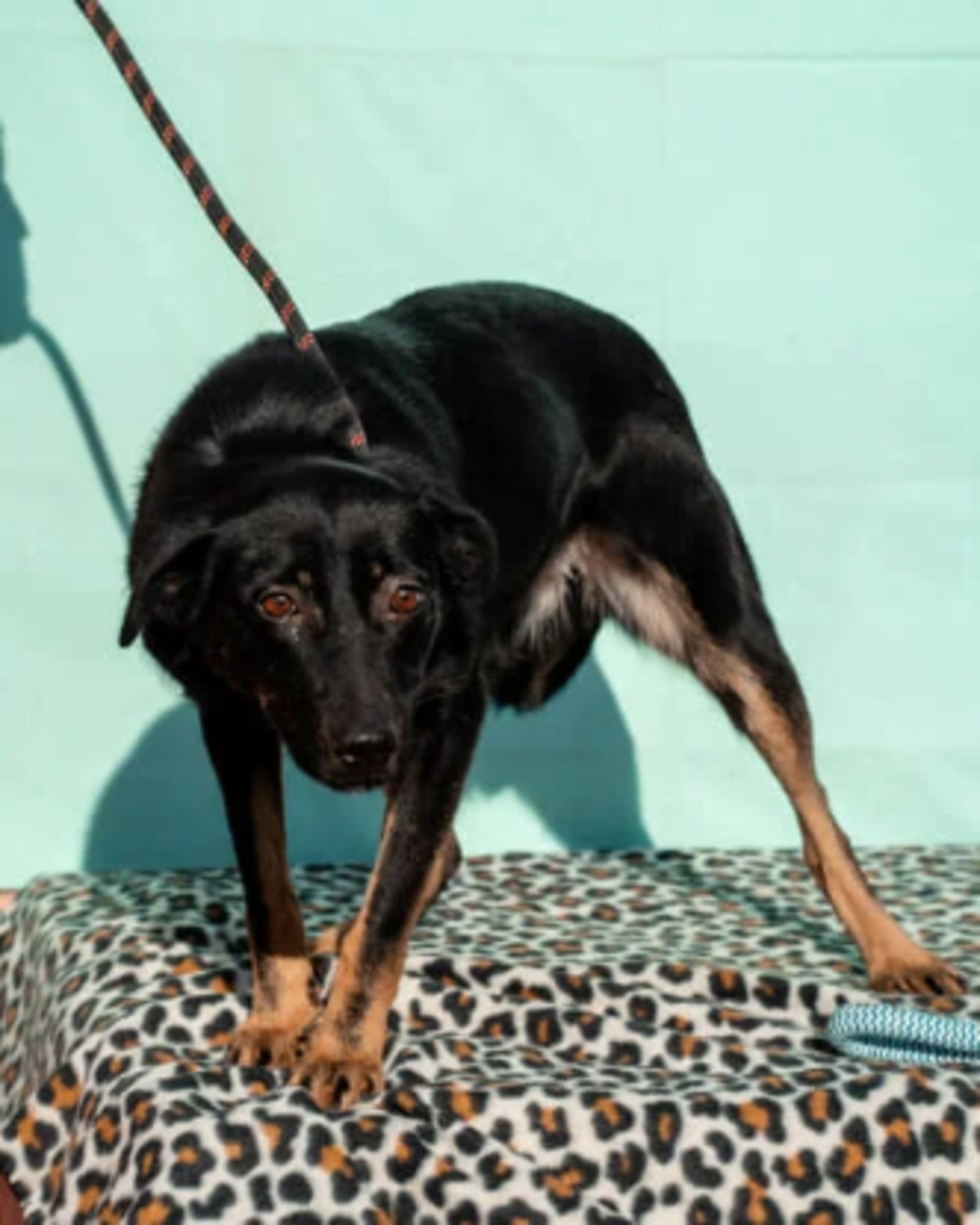 Adoption Hachiko