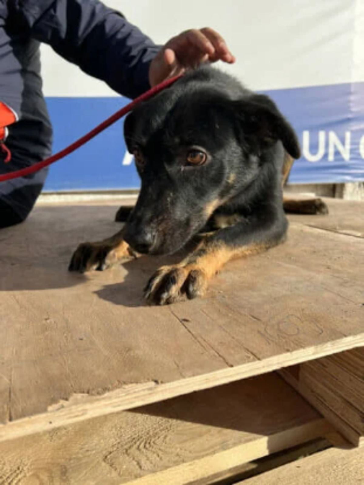 Adoption Hachiko