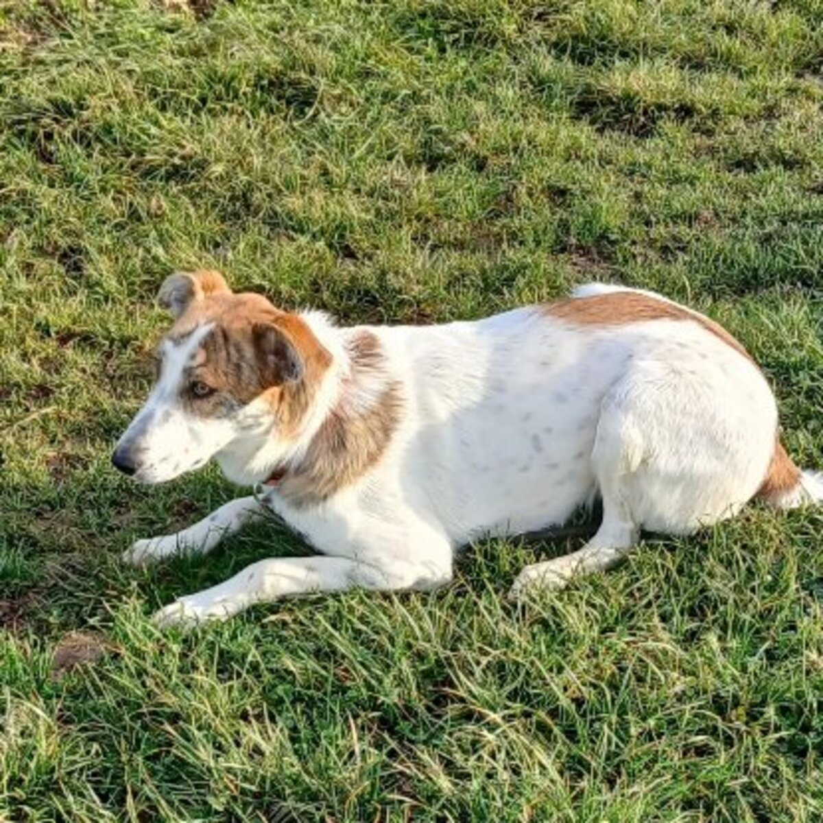 Adoption Hada