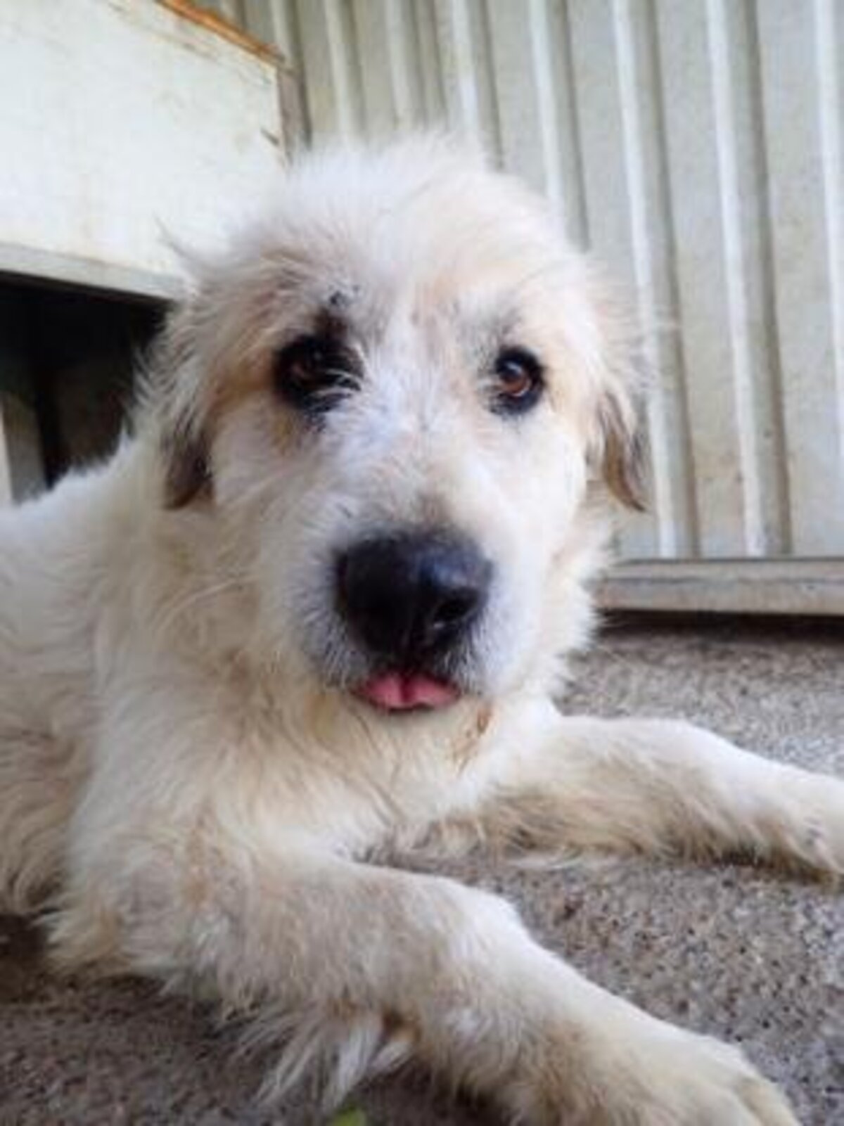 Adoption Hagrid