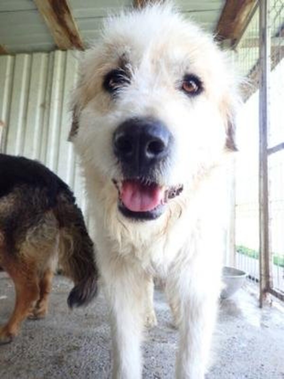 Adoption Hagrid