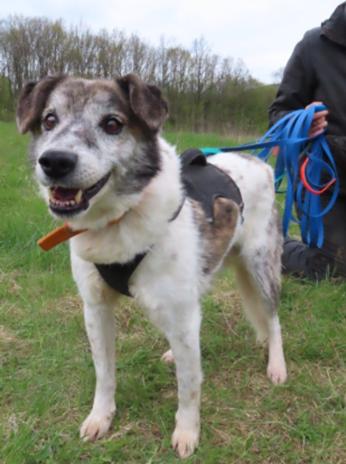 Adoption Haiduc