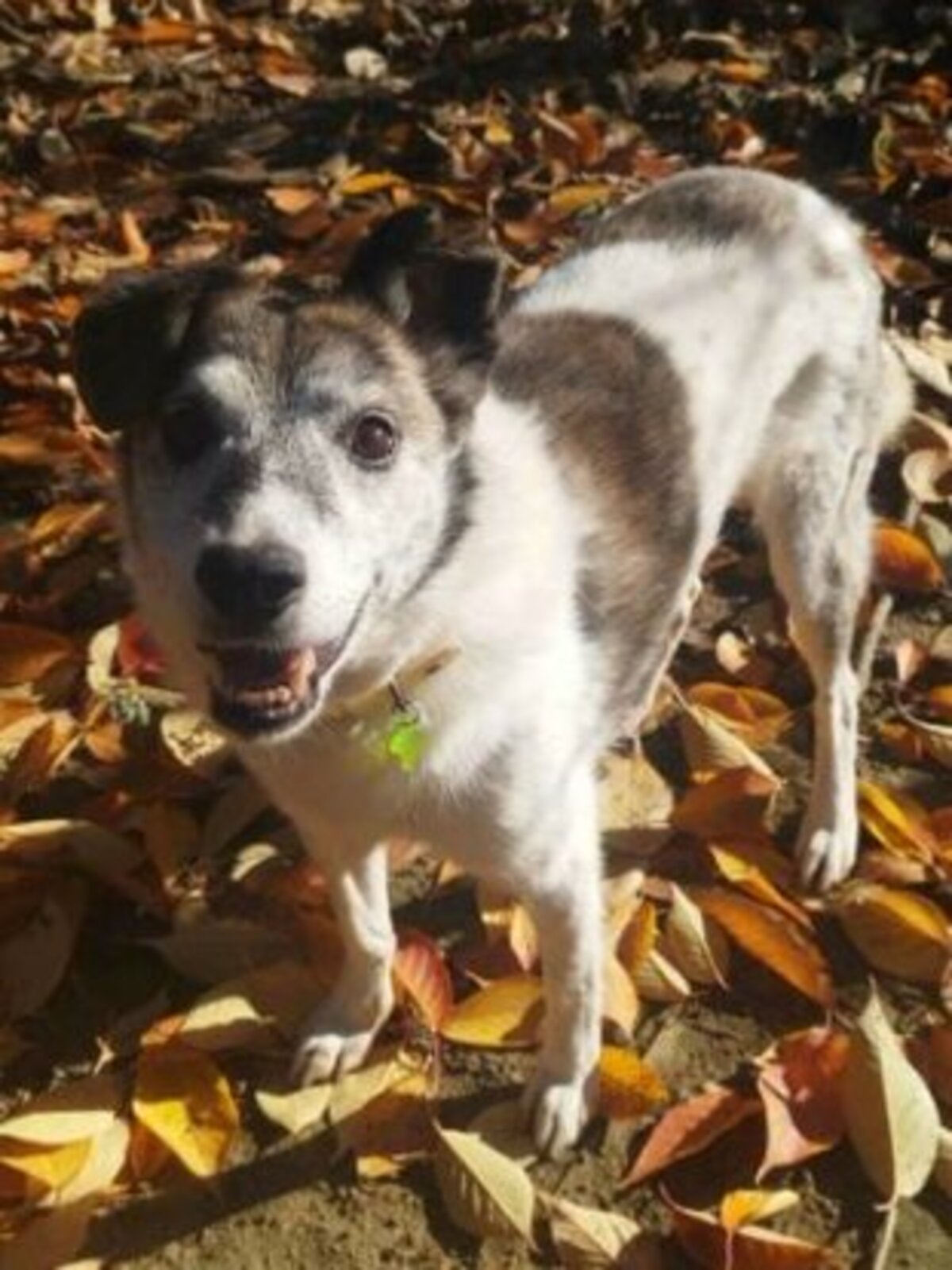 Adoption Haiduc