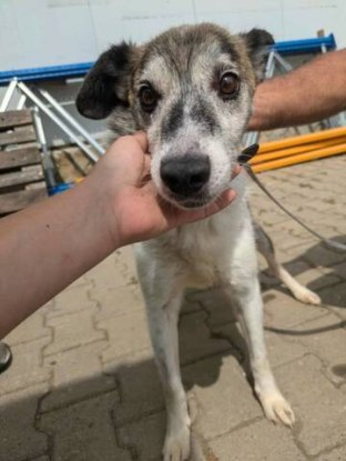 Adoption Haiduc