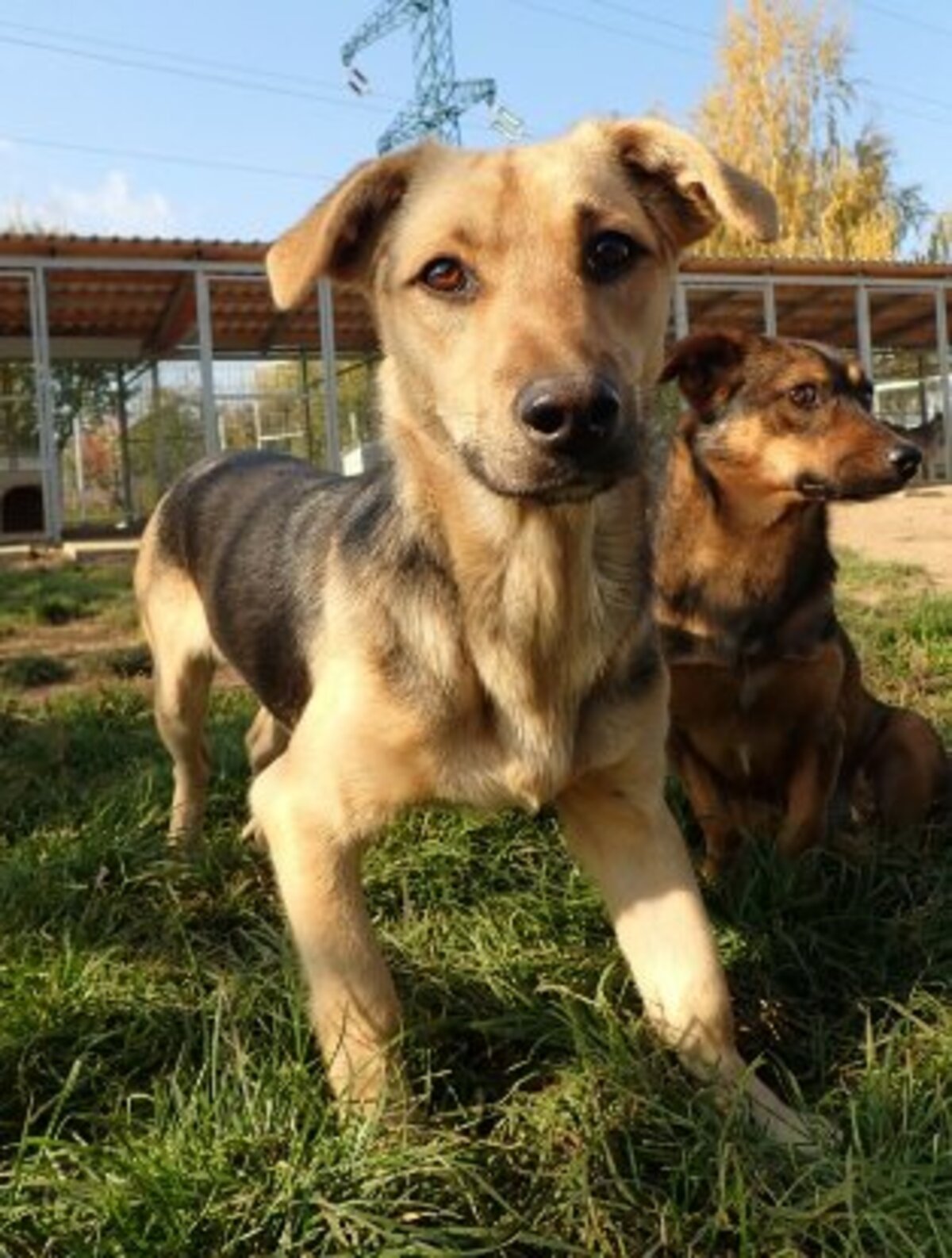 Adoption Halcyon