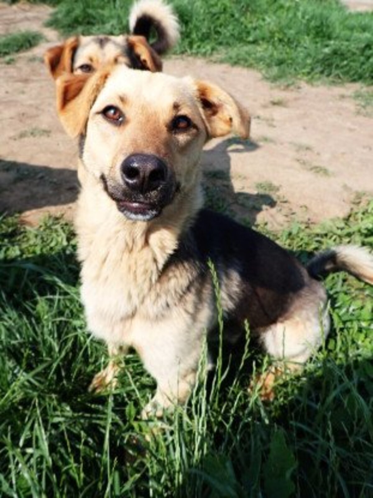 Adoption Halcyon