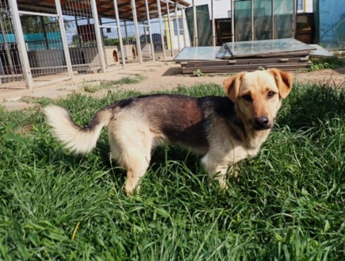Adoption Halcyon