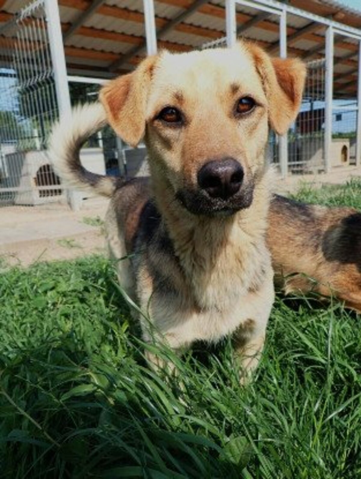 Adoption Halcyon