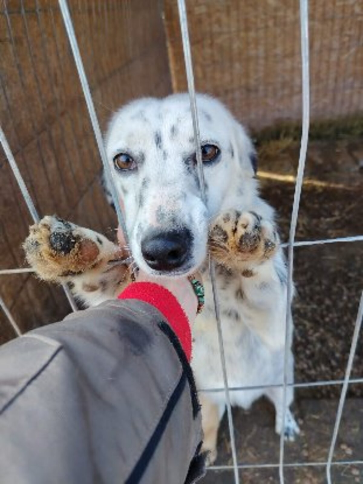 Adoption Hanaé