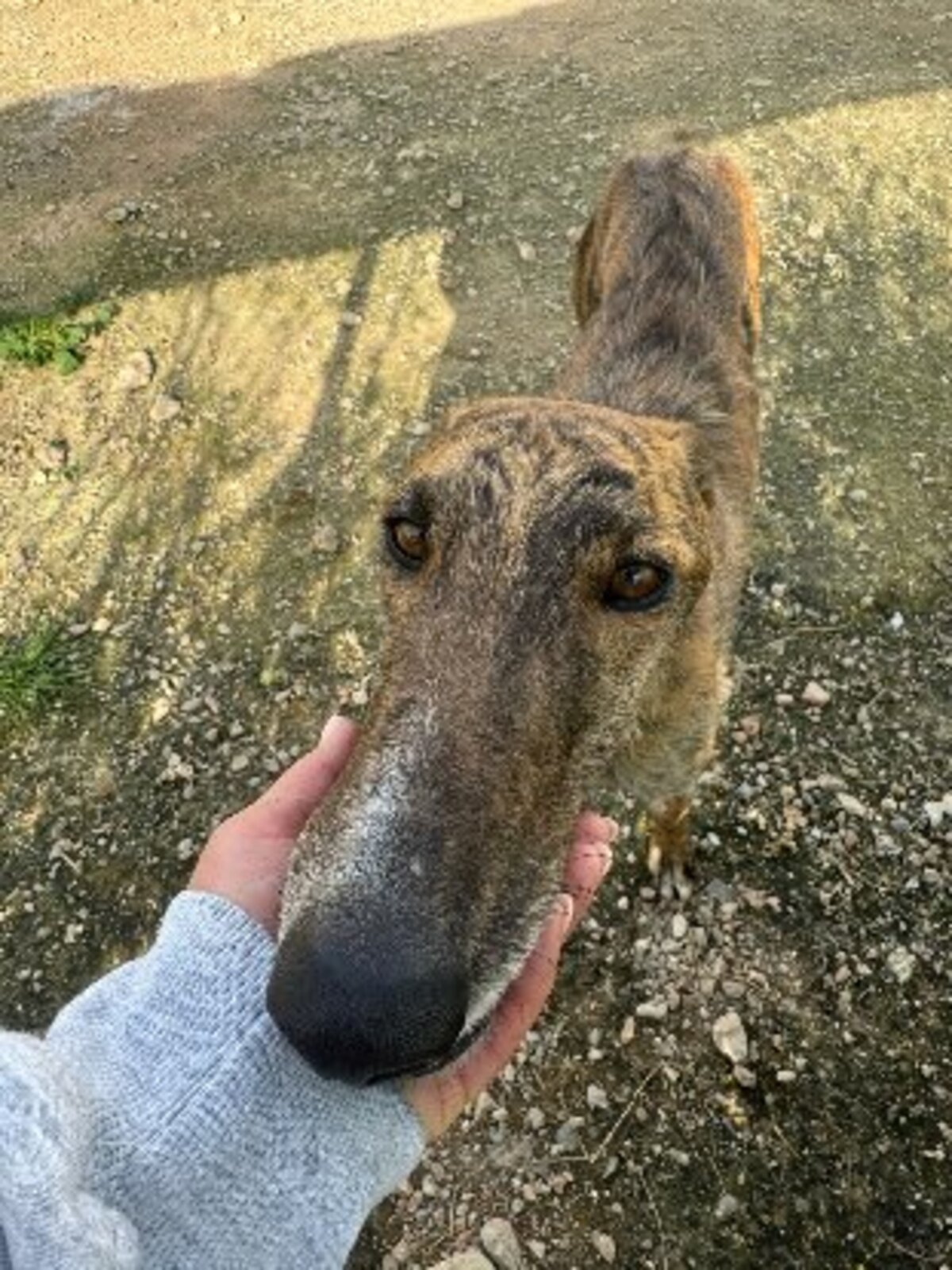 Adoption Hanko