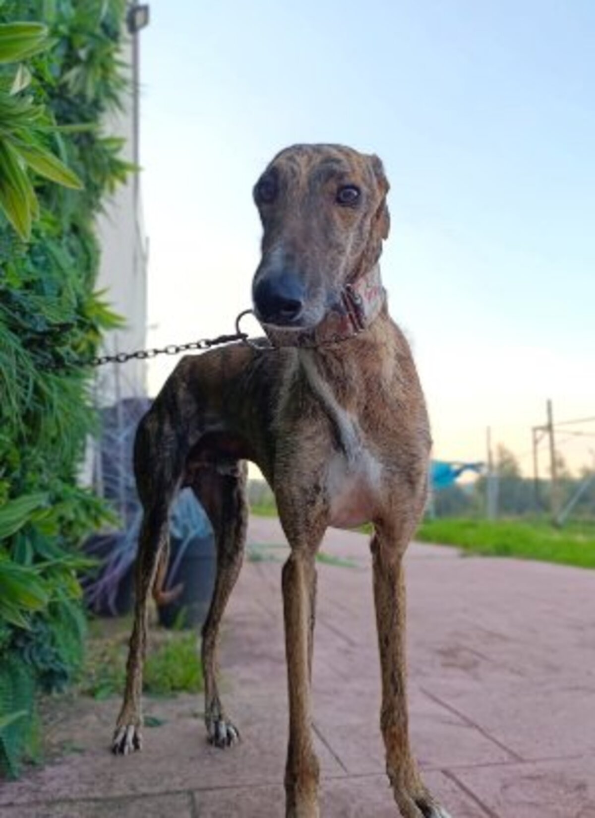 Adoption Hanko